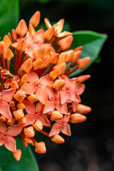 Flower in Chenshan Botanical Garden, Songjiang District, Shanghai, China