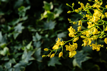 Obraz premium Flower in Chenshan Botanical Garden, Songjiang District, Shanghai, China