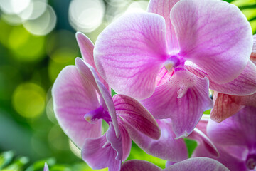 Flower in Chenshan Botanical Garden, Songjiang District, Shanghai, China