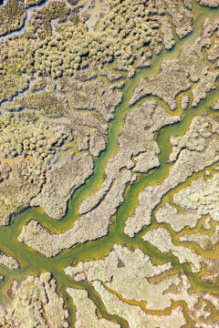 Aerial view of a lush southern swamp with winding waterways