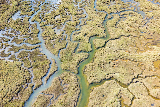 Aerial view of an intricate southern swamp landscape