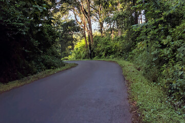 Winding Road Through a Lush Green Forest