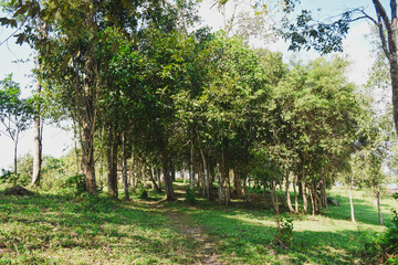 Obraz premium Green nature calming summer warm day. Scenic forest of fresh green deciduous trees, recreational landscape