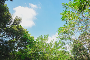 Fototapeta premium Green nature calming summer warm day. Scenic forest of fresh green deciduous trees, recreational landscape