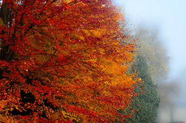 Close-up view of a maple tree with red and orange leaves on a foggy morning