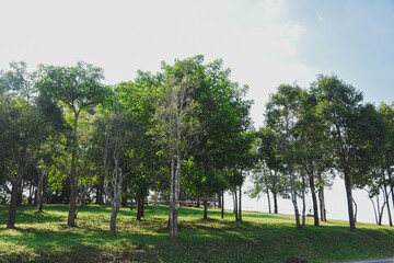 Fototapeta premium Green nature calming summer warm day. Scenic forest of fresh green deciduous trees, recreational landscape