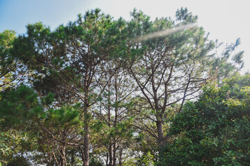 Fototapeta premium Green nature calming summer warm day. Scenic forest of fresh green deciduous trees, recreational landscape