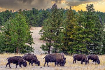 Digital Print | Colorado Bison - Home on the Range