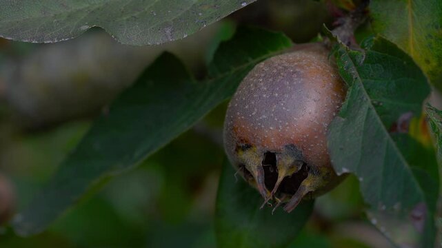 Medlar in natural ambient, picking (Mespilus germanica) - (4K)