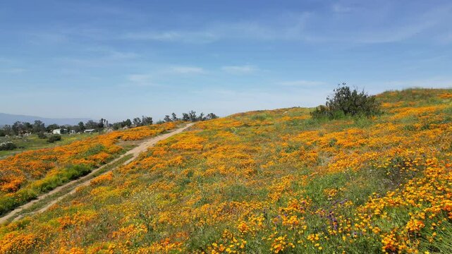 Aerial video over the blooming fields in Perris United States