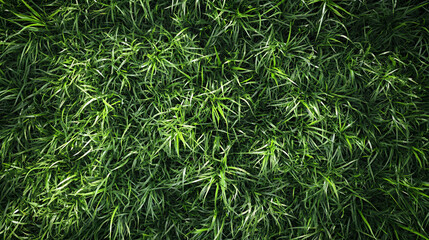 Closeup of Fresh Green Grass and Leaves in a Spring Meadow