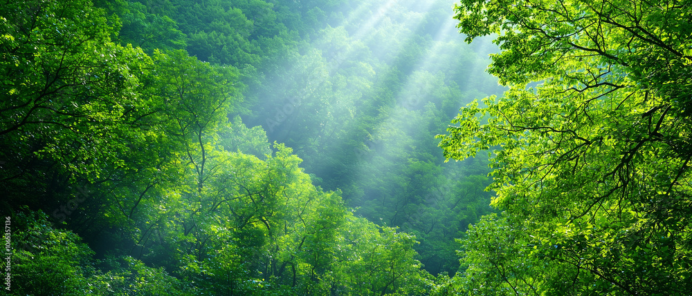 Poster sunlight beams break through dense forest canopy, illuminating lush green foliage and creating seren