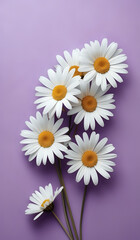 Obraz premium white daisies on a purple pastel paper texture background with copy space