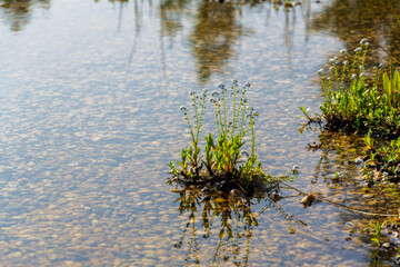 Plants used at natural swimming pool for filtering water without chemicals