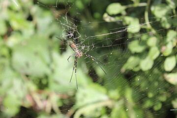 Female Golden Orbweaver Spider in the Forest of Jeju Korea