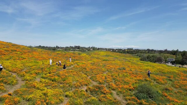 Aerial video over the blooming fields in Perris United States