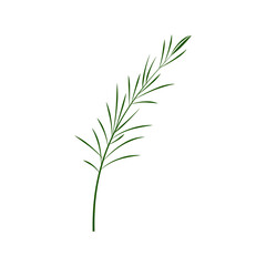 Fototapeta premium A sprig of rosemary. Part of my color flat set of 15 best herbs for cooking. Greenery on a white. Herbs for meat, fish, drinks and cocktails. Used dev, app, design, web, ui, advertising.Vector 10 EPS