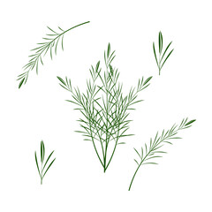 Fototapeta premium A sprigs of rosemary. Part of my color flat set of 15 best herbs for cooking. Greenery on a white. Herbs for meat, fish, drinks and cocktails. Used dev, app, design, web, ui, advertising.Vector 10 EPS