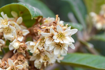 Flowering medlar tree