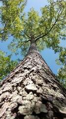 Fototapeta premium Explore the Majestic Beauty of Towering Trees Under Clear Skies