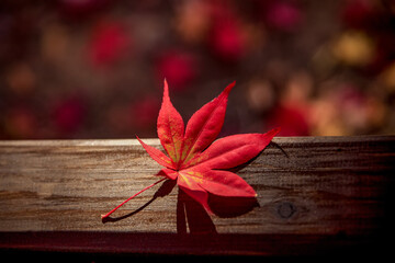 Obraz premium Autumn scenery of the arboretum in Jinju-si, Gyeongsangnam-do, Korea is colored with beautiful autumn leaves
