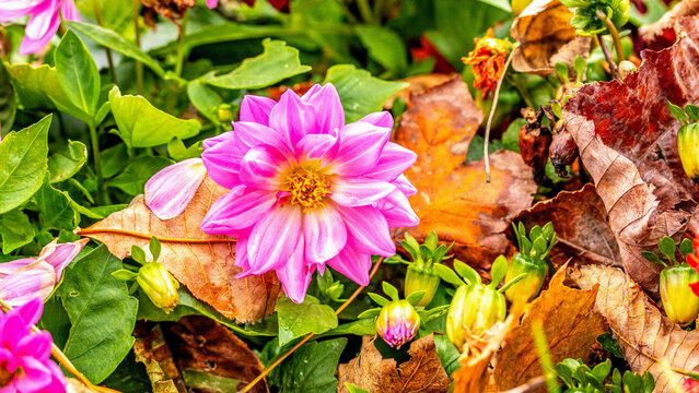 dahlias, flower, dhalien, blume