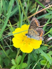 Fototapeta premium Schmetterling auf Blume