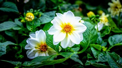 dahlias, flower, dhalien, blume