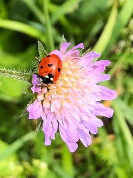 Marienk&auml;fer auf Ackerwitwenblume