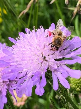 Biene auf Ackerwitwenblume