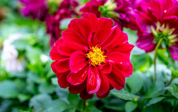 dahlias, flower, dhalien, blume