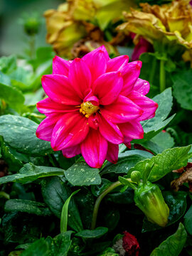 dahlias, flower, dhalien, blume