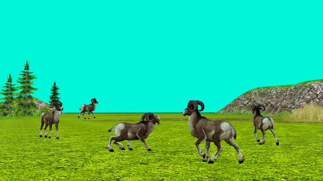 
Two videos. In first with green background video five Rams are grazing on a big field, but several are battling for dominance over  the heard. 2 video-same action with scenery background.