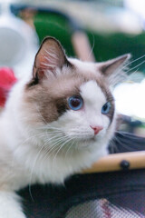 Fototapeta premium Cute ragdoll cat sitting on the pet stroller and playing on the grass with its owner