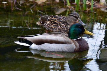 entenp&auml;rchen im teich