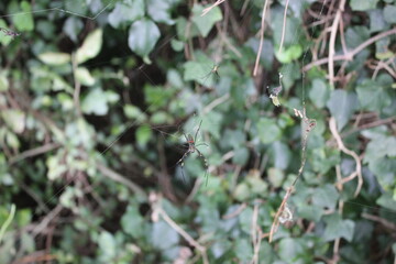 Male and Female Golden Orbweaver Spiders in the Forest of Jeju Korea