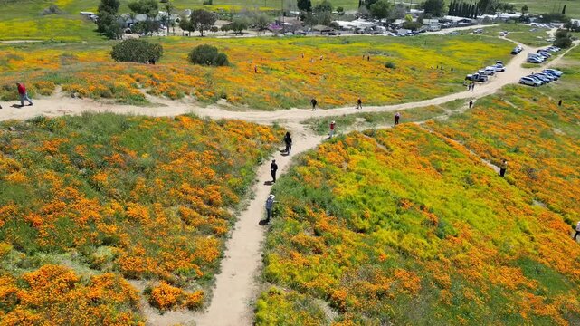 Aerial video over the blooming fields in Perris United States