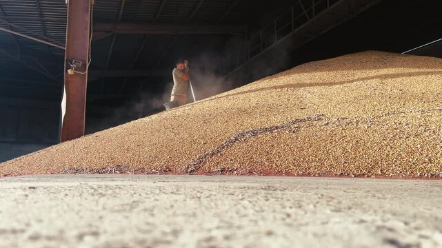 Grain Quality Inspection Process. Surveyor takes corn grain sampling for quality testing. Testing grain for toxins and parasites