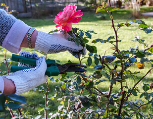 Female hands in gloves perform pruning of rose bushes before winter.