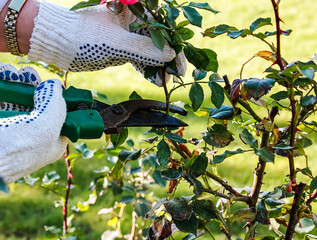 Female hands in gloves perform pruning of rose bushes before winter.