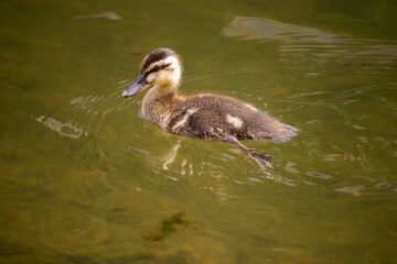 A cute young duckling (spot billed duck) swimming in the river.