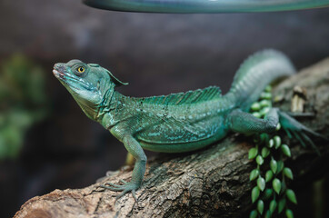 Naklejka premium A vibrant green lizard basking on a wooden branch in a cozy enclosure during autumn in Strasbourg