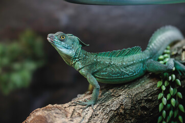 A vibrant green lizard perches on a branch in the enchanting autumn ambiance of Strasbourg, France,...