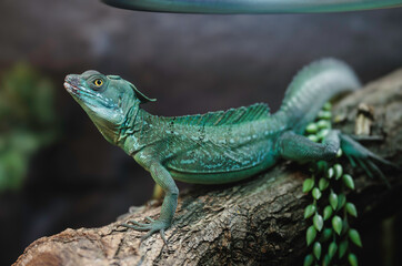 Fototapeta premium A vibrant green lizard basking on a mossy branch in the enchanting autumn foliage of Strasbourg, France