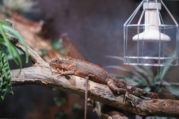 A vibrant iguana basking on a branch in a cozy autumn setting in Strasbourg, France, showcasing nature's beauty and tranquility