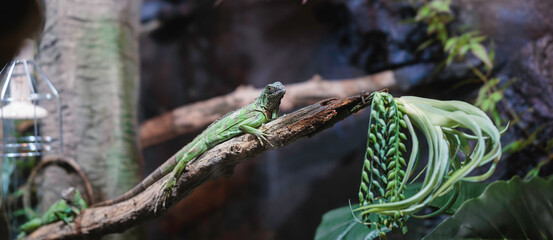 A tranquil green lizard perches on a branch among vibrant foliage in the serene autumn ambiance of Strasbourg, France