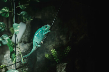 A vibrant chameleon exploring its lush habitat in Strasbourg, France during the beautiful autumn...