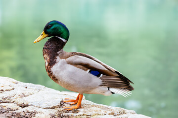 Fototapeta premium Mallard standing on the shore. Wild green-headed male duck outside the blue green water. Fauna of Hungry, Europe. Anas platyrhynchos. Wildlife.