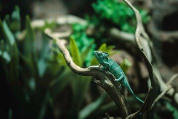 A vibrant chameleon perched on a branch amidst lush greenery in enchanting Strasbourg during autumn