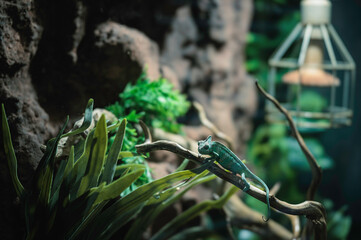 Fototapeta premium A vibrant chameleon perched gracefully on a branch amidst lush greenery in autumn in Strasbourg's enchanting atmosphere